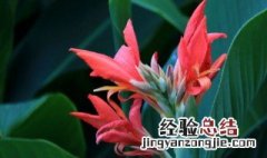 美人蕉花语是什么 美人蕉花语和象征意义