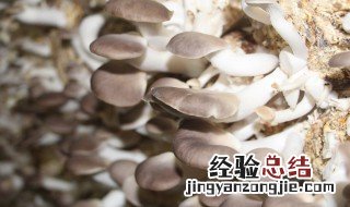 秀珍菇的热量高不高 秀珍菇的热量