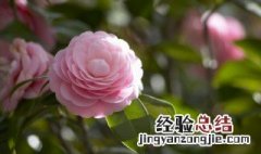 鲜花隔天送人如何保鲜 鲜花如何保鲜