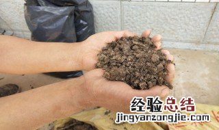 鸽子屎怎么做花肥 干鸽子粪怎样做肥料