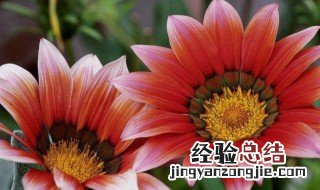 非洲大丽菊是什么意思 非洲大丽菊简单释义