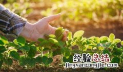 阳台种菜用什么材质的花盆好 阳台种菜用什么盆好