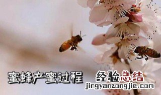 蜜蜂是怎么采蜜的 蜜蜂是怎么采蜜的过程