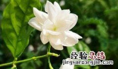 怎样使茉莉花开不断 怎么使茉莉花开花不断