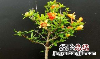 观赏小果墨石榴盆栽种植方法 石榴盆栽如何种植