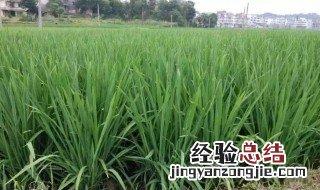 土地不长草小妙招 让地不长草的方法