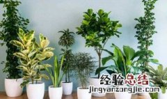 家里能养什么盆景好 适合家里养的5种盆景