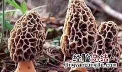 如何种植羊肚菌 什么时候种植比较好