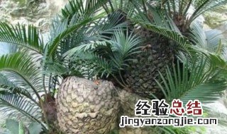 盆栽铁树怎么养才好 室内盆栽铁树怎么养