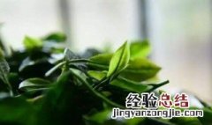 生茶的保存方法 生茶保存时间