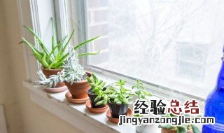 店铺适合养什么植物 适合在店里养的植物