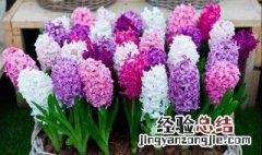 风信子红色花语是什么 不同颜色风信子花语