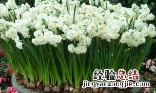 水仙花怎么种植方法 水仙花种植方法