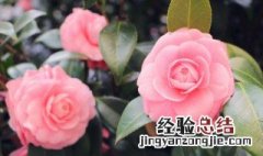 怎么才能让鲜花保鲜 鲜花保鲜的方法