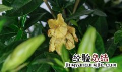 青嘴栀子花养护方法 栀子花怎么养