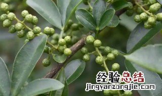 花椒叶如何保鲜 鲜花椒叶保存方法