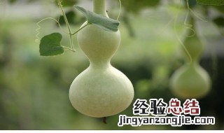 手捻葫芦怎么种植方法 手捻葫芦的种植方法