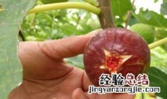 无花果怎么种植 需要经常施肥吗