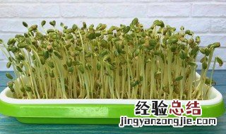 豆芽怎么种植 大概几天能发芽呢