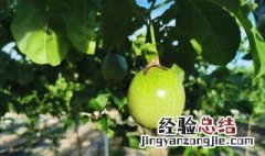 百香果怎么种植 大家一块来看看百香果的种植方法