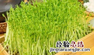 豆苗菜的种植方法 豆苗菜怎么种植