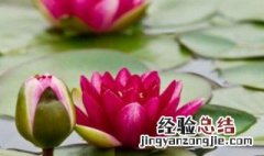 大睡莲根块冬季种植方法 大睡莲根块冬季种植方法图