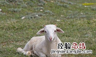 种羊饲养方法 种羊饲养方法视频