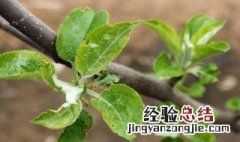 草莓棉铃虫防治方法视频 草莓棉铃虫防治方法