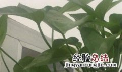 淘米水浇绿萝的正确方法 可以长期使用吗