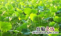 莲藕种植新方法 莲藕种植方法和注意事项