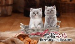 清理猫耳方法 猫耳清洁方法