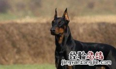 养杜宾的方法 杜宾犬的饲养方法