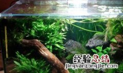 鱼缸控水方法 鱼缸控水方法是什么