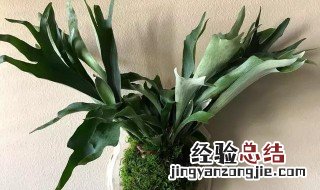 盆栽鹿角蕨的养护方法视频 盆栽鹿角蕨的养护方法