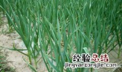 大蒜怎么种植 大蒜种植方法