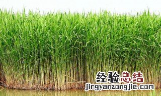 种植芦苇的正确方法是什么 种植芦苇的正确方法