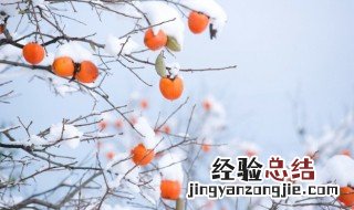 柿饼怎样保存才不会坏? 怎样保存柿饼才不会坏