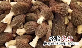 干羊肚菌泡发时间 干的羊肚菌需泡水多长时间