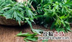 艾叶怎么煮水泡脚 四种人不宜用艾叶泡脚