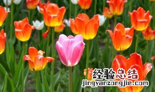 郁金香开花能开多久 郁金香开花能持续多久