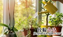 适合放在客厅的绿色植物 客厅宜摆放的绿色植物