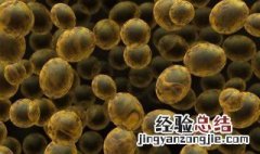 酵母菌是细菌还是真菌 酵母菌是细菌还是真菌是真核还是原核生物