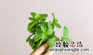 干薄荷叶怎么泡水 怎么泡水干薄荷叶