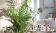 适合客厅养的大型植物 客厅最旺宅的大型植物