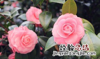 家里能放仿真花吗 家里究竟能不能放仿真花