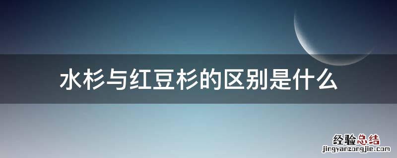 水杉与红豆杉的区别是什么