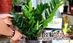 家门口放什么植物招财 放家门口招财的植物有哪些