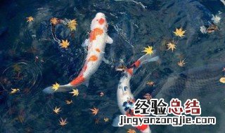 家里养什么鱼最好的 需要考虑什么情况呢
