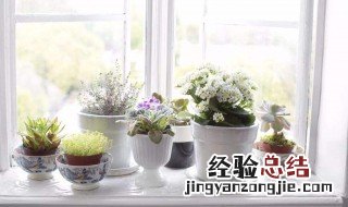 家里比较好养的植物有哪些 家里适合养什么植物