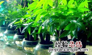 发财树放在阳台风水好吗 发财树放阳台好不好